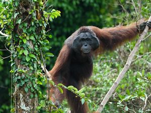The habitat of the Bornean Orangutan is in tropical rainforest areas on the island of Borneo, in lowland areas to mountainous areas with an altitude of 1,500 m.
