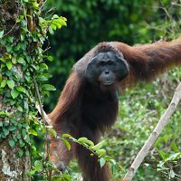 The habitat of the Bornean Orangutan is in tropical rainforest areas on the island of Borneo, in lowland areas to mountainous areas with an altitude of 1,500 m.