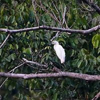 Egretta garzetta. They often visit rice fields, river banks, sand and mud shoals, and small rivers on the coast. This bird looks for food in scattered groups