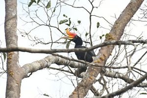 Rangkong badak adalah spesies rangkong hutan yang berukuran besar. Di penangkaran dapat hidup hingga 35 tahun. Ditemukan di dataran rendah dan pegunungan dan iklim tropis.