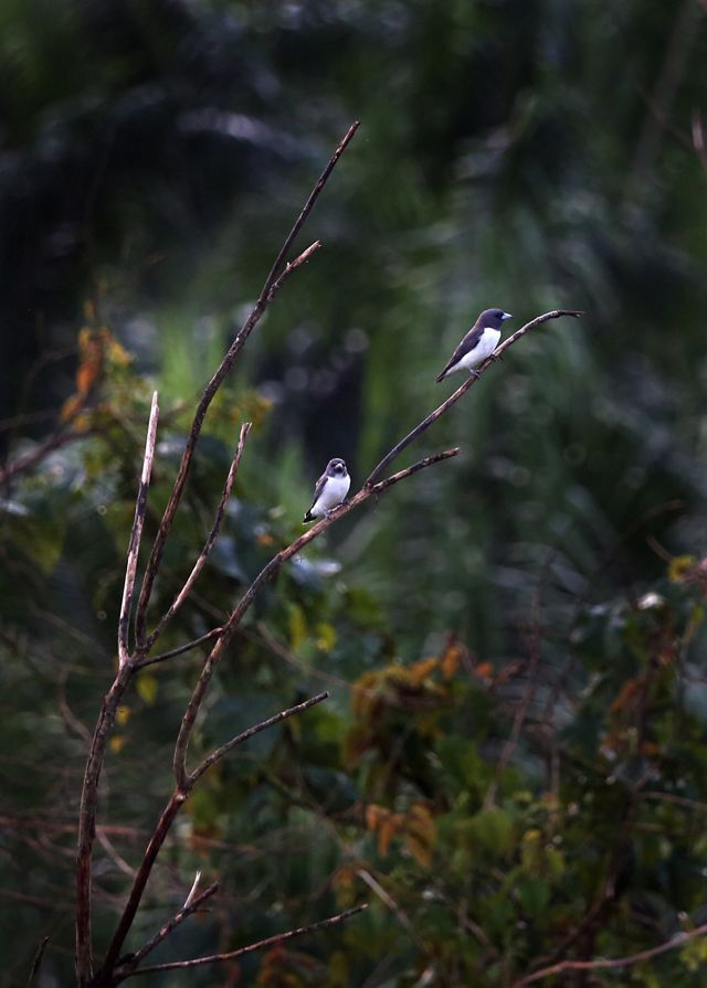 A flock of Mauritius fody perched on power lines.