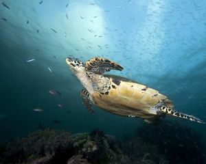 Menjulang di atas terumbu karang. Pulau Rinca, Nusa Tenggara Timur Indonesia
