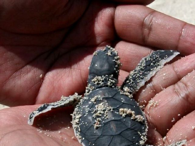 The color green is derived from the green fat that lies under their shell.