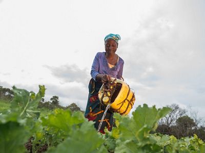 A woman waters her farm from a yellow jerry can.