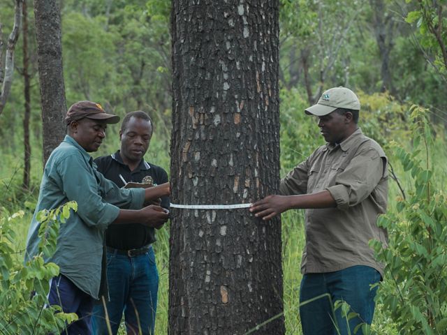 Three men measure the trunk of a tree.