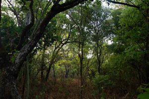 Mumpulumba Community Forest Area in Ntambu Chiefdom, North Western Zambia. © Roshni Lodhia
