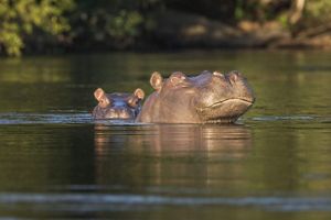 two hippos in the water