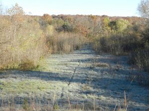 view of forest in Zahorsky Woods.
