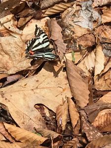 Zebra swallowtail butterfly on a pile of leaves.