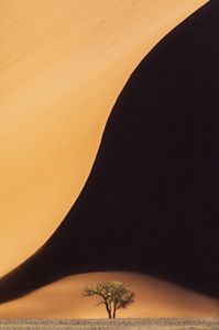 Un árbol solitario se yergue sobre un fondo abstracto de tonos dorados y negros en dunas de arena.