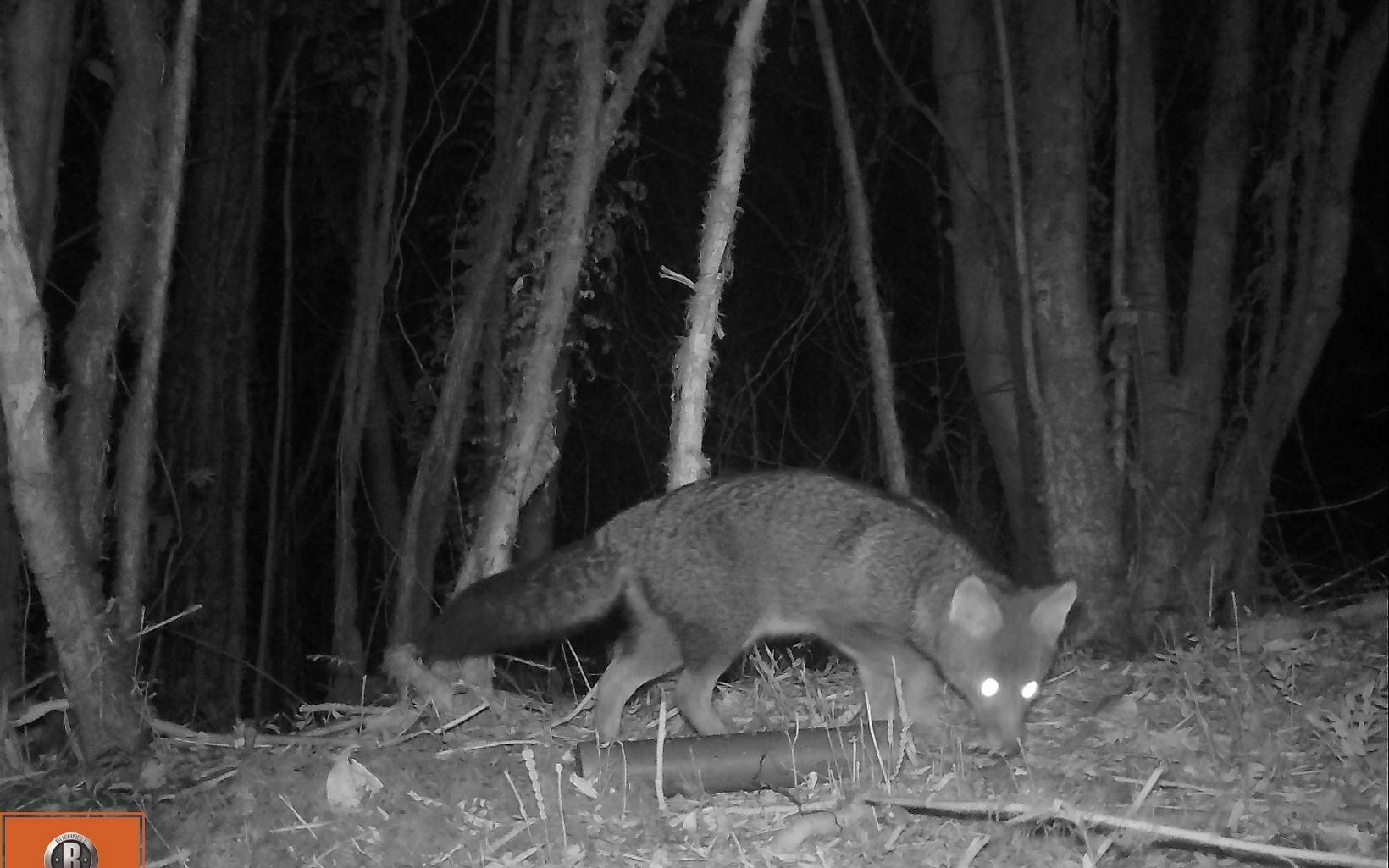 THE DARWIN FOX  (Pseudalopex fulvipes), a critically endangered species (IUCN), is captured through a camera trap, thus confirming its presence in the Valdivian Coastal Reserve. © The Nature Conservancy & UACh