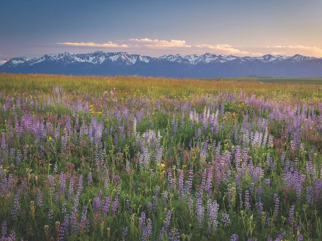 A field of wildflowers leads up to a mountain range.