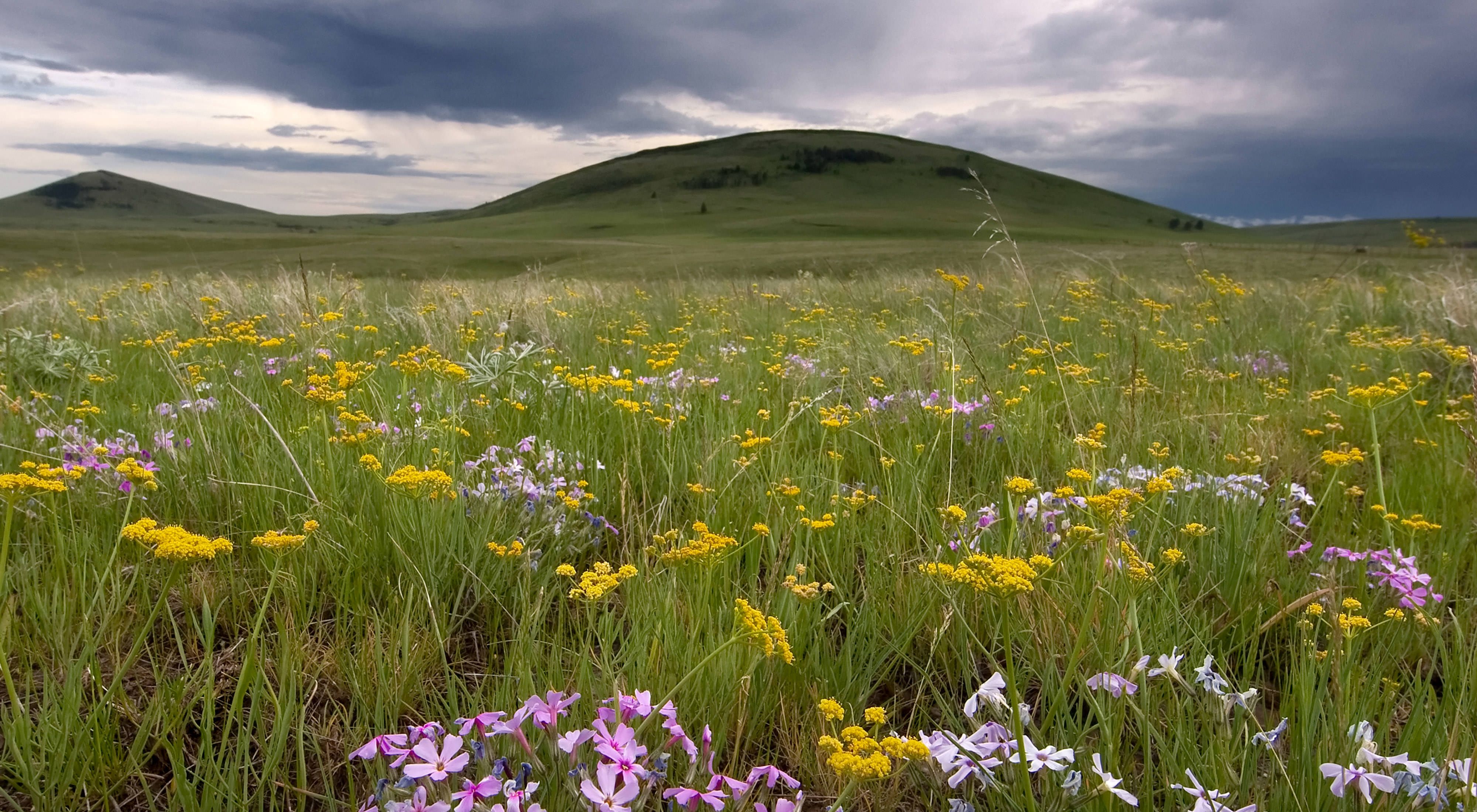 Purple and yellow wildflowers in a grassland with rounded hills in the background.