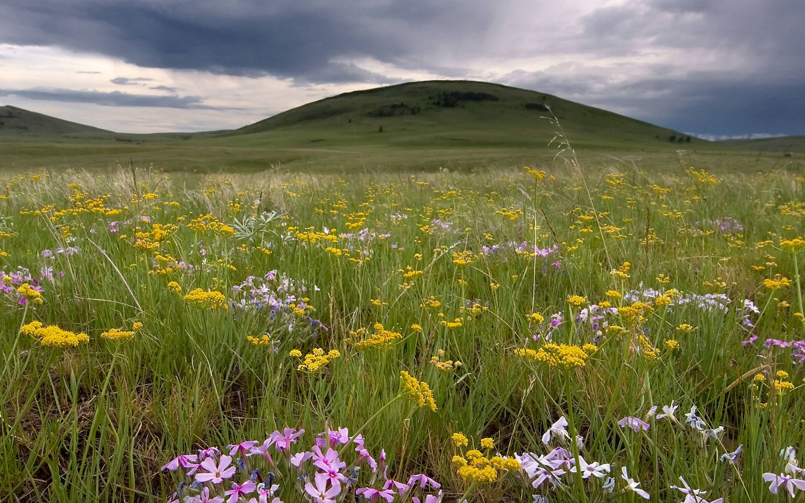 Wildflowers bloom at Zumwalt Prairie Preserve