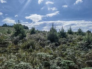 Blue skies over a forest.