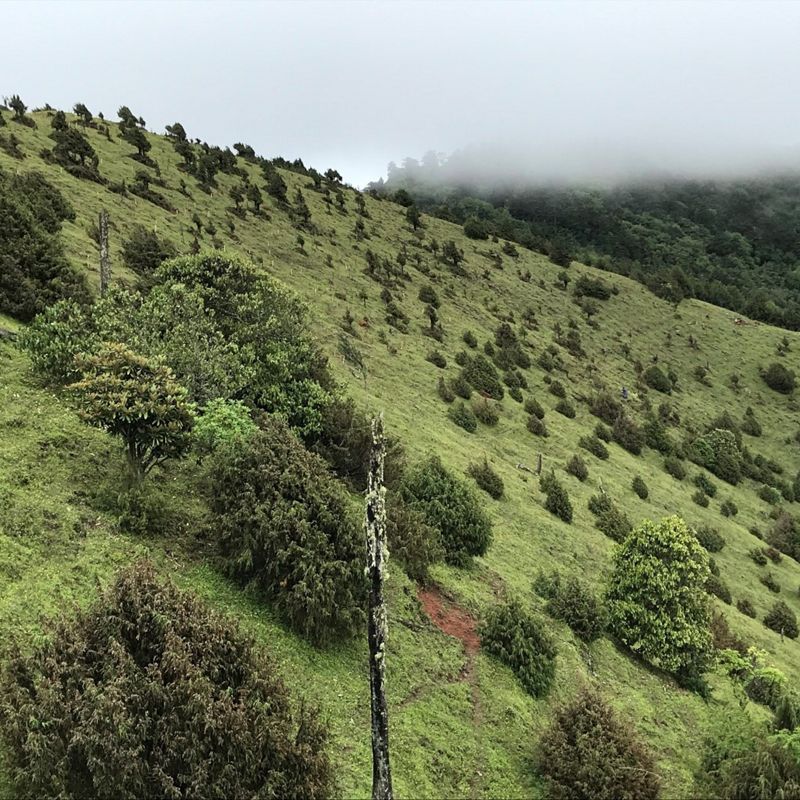 Trees of various sizes grow, scattered on a steep hillside.