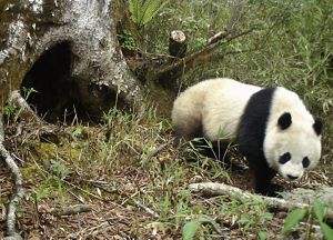 A panda coming out of a hole in a tree trunk.