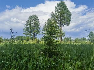 Spruce trees under a blue sky.