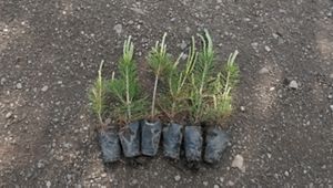 Pine tree saplings laying on the ground.
