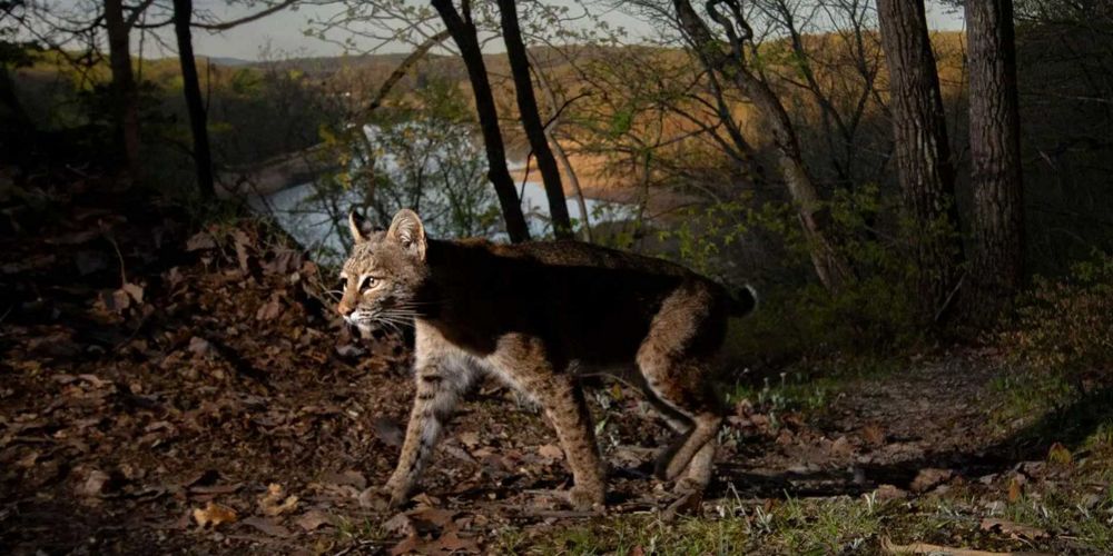 a bobcat walking through a forest with a swamp in the background. the bobcat's face is lit up.