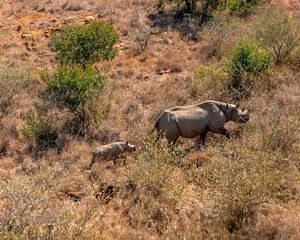 A mother and baby rhino at Loisaba preserve.