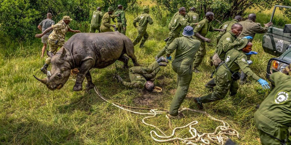 A Kenya Wildlife Service team scatters as a sedated rhino wakes and takes off.