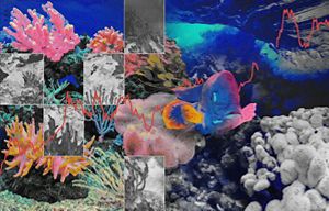 A photo collage depicts a vibrant coral reef interspersed with photos of coral bleaching.