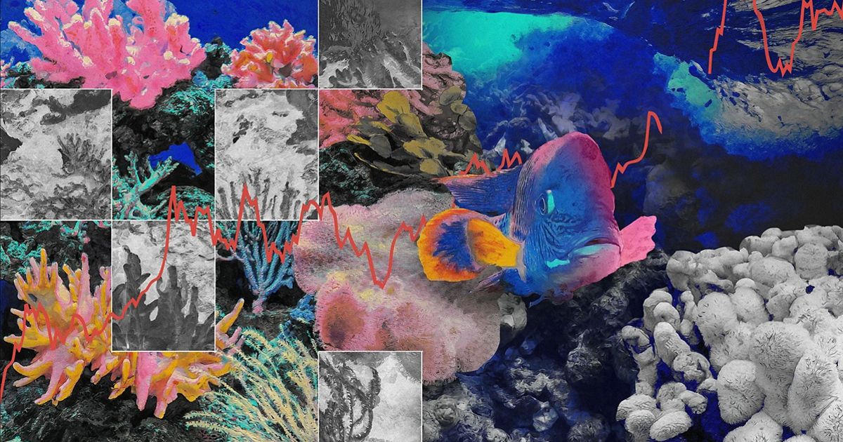 What Is the Future of Coral Reefs?