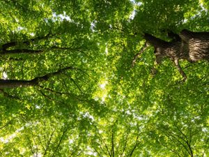 View looking up at green tree canopy