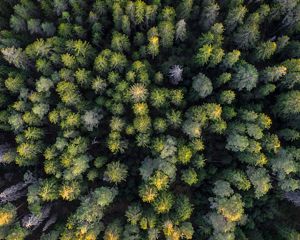 Aerial view of a green forest