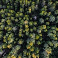 Aerial view looking straight down on a forest.