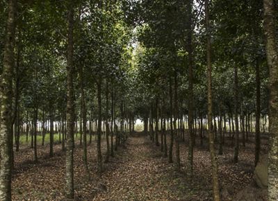 View looking into a forest of trees that are aligned in rows.