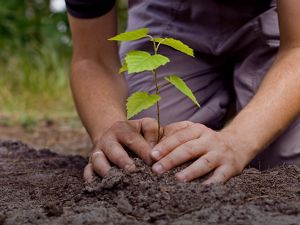 Plant A Billion Trees across the world