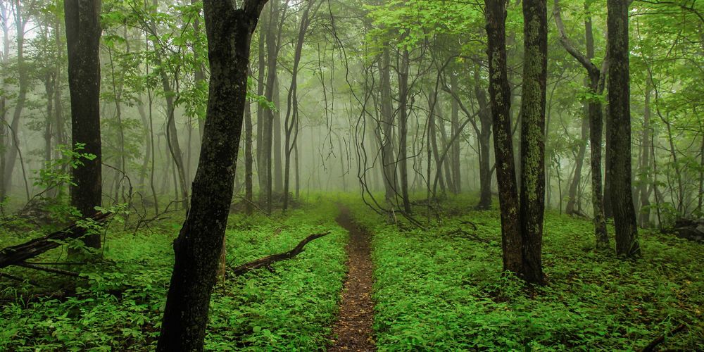 Path leading through a green, misty forest.