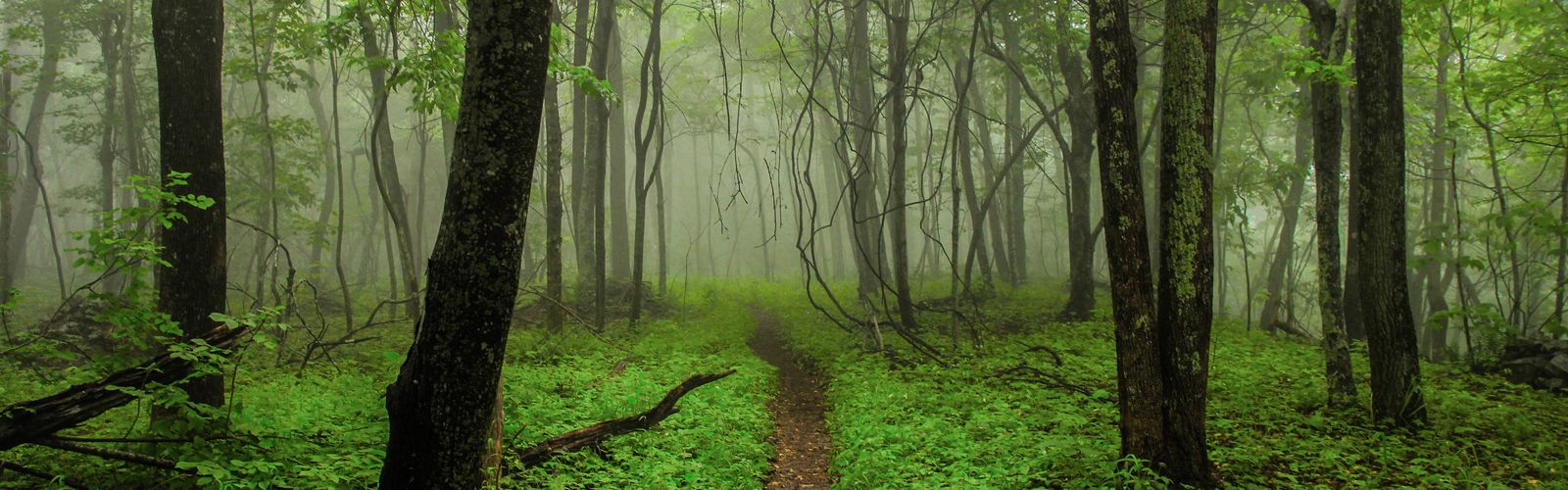 This picture beautifully illustrates what is known as "The Green Tunnel" on the Appalachian Trail. On the morning of June 4th of 2015 I captured this image in Virginia while thru hiking the Appalachian Trail. The lush vegetation and whimsical fog embodied everything I love about nature. When I view this image I am temporarily transported back into the forest.