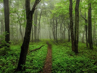 A narrow leaf covered path cuts a straight line through low green ferns disappearing into the misty horizon. Tall trees grow on either side of the path.