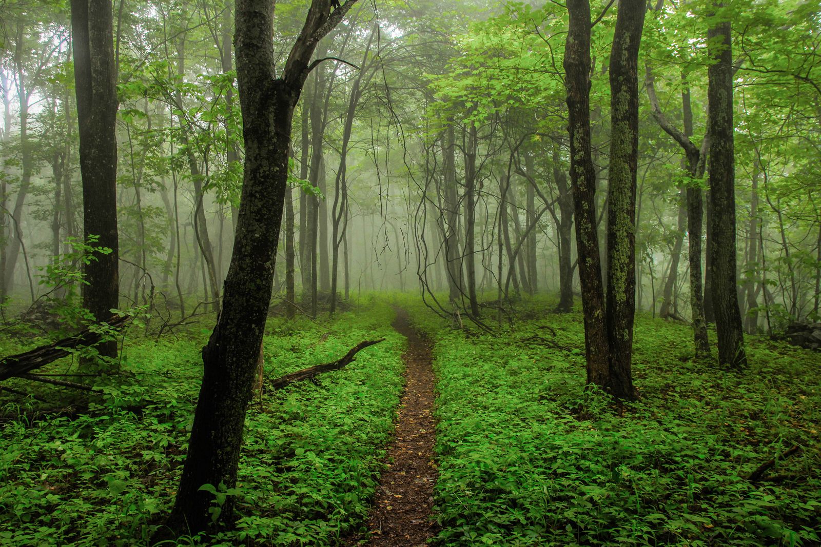 Path leading through a green, misty forest.