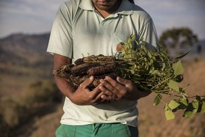 Yes, Trees Are a Viable Climate Solution