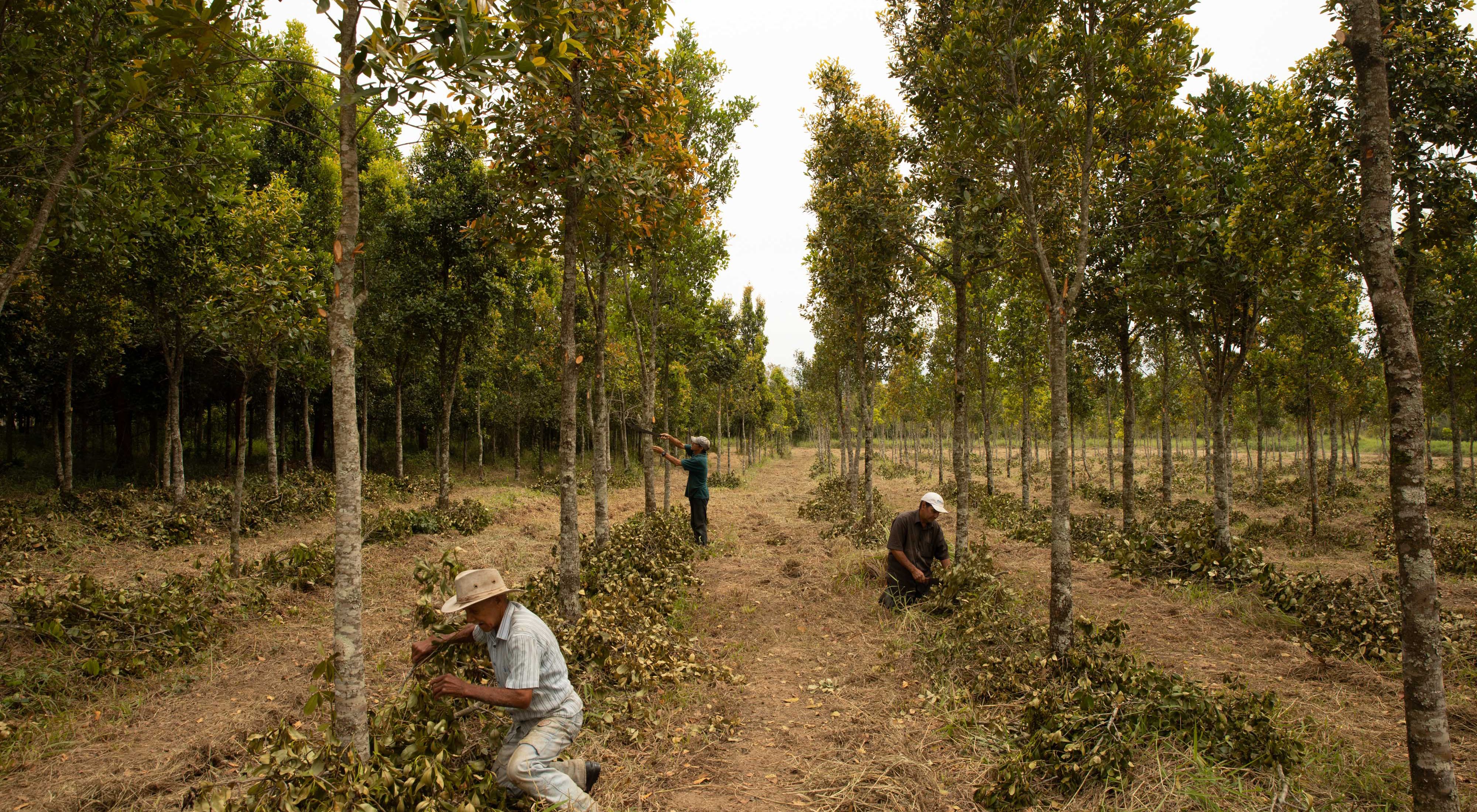 Tree planting in Brazil