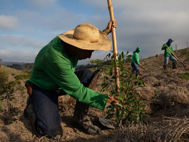 Planting of new reforestation areas in Extrema, Brazil