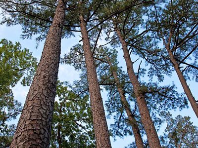 (ALL RIGHTS) Shortleaf pines at Lennox Woods Preserve, May 2010. Photo credit: © Greg Dimijian