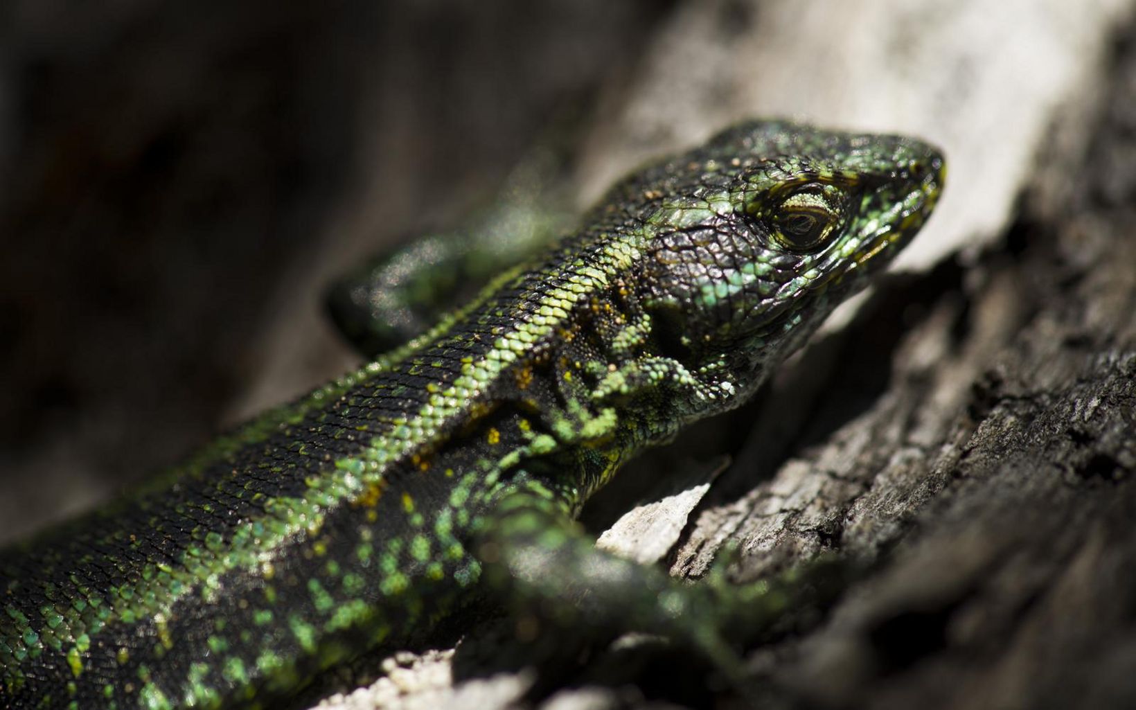 (ALL INTERNAL RIGHTS, LIMITED EXTERNAL RIGHTS) March 2012. Green lizard (unknown species) basking in the sun in the Alerce Coastal National Park, Los Rios, Chile. Photo credit: ©2012 Nick Hall
